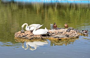Swans rest on stone with ducks and turtles.