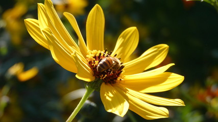 A beautiful bee on a sunflower