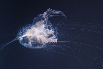 sea nettle jellyfish with long tails