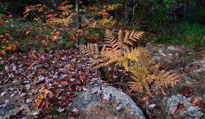 Ferns and fallen leaves in the forest