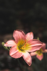 Pink lily on black background