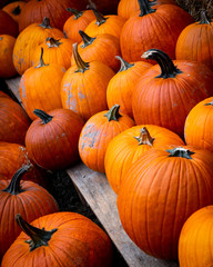 Orange pumpkins for halloween