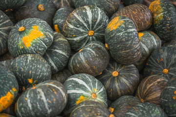 pumpkin in the market