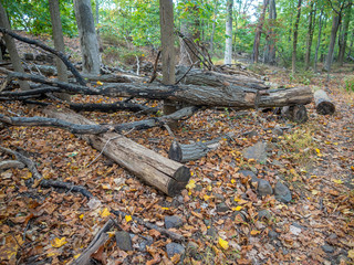 cut down trees in the park in the fall
