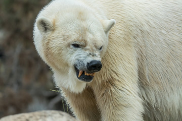 Angry polar bear