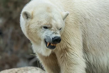 Wandaufkleber Wütender Eisbär © Samuel