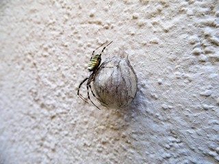 Argiope frelon 2