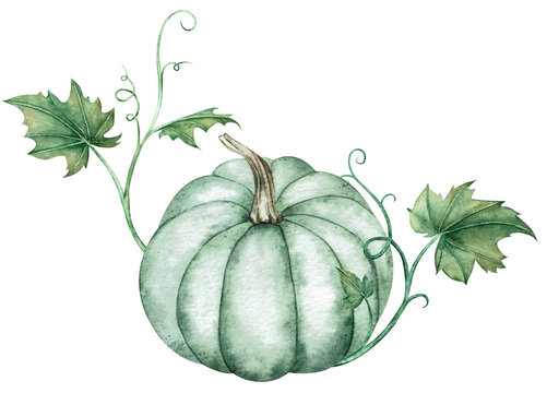 Watercolor illustration of blue pumpkin with green leaves isolated on white background. A symbol of autumn holidays.