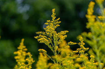 Goldenrod