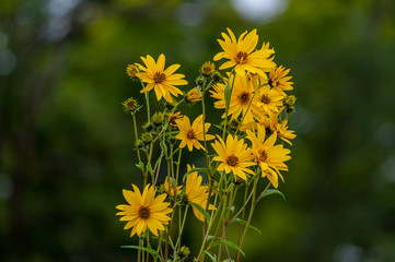 Isolated Prairie Dock