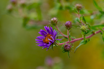 Purple Wildflowers 3