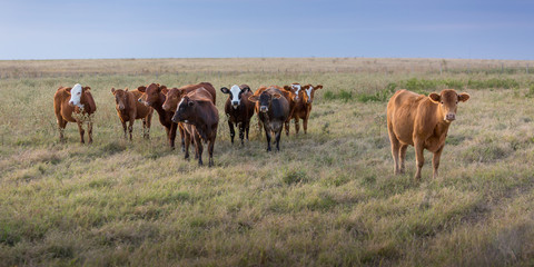 Naklejka na ściany i meble Cows in a pasture
