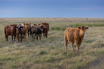 Cows in Pasture