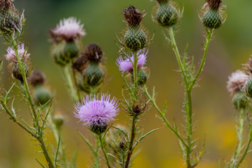 Thistles in Various Statges