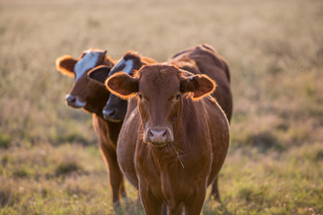 Cows in a pasture