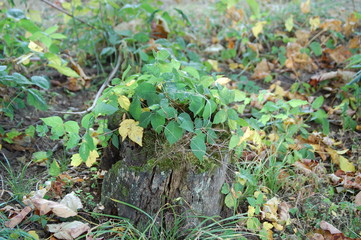 A poison ivy vine growing over a rotting tree stump.