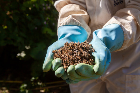 Apiculture - mortalit&eacute; des abeille - Apiculteur &eacute;quip&eacute; de gants bleu tenant des abeilles mortes dans ses mains
