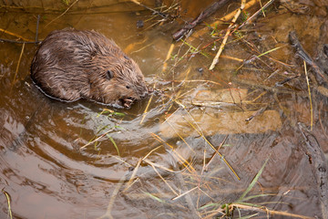 beaver