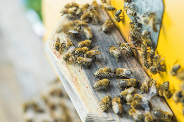 From beehive entrancebees creep out.