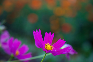 Flowers before autumn nightfall