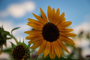Flowers before autumn nightfall