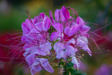 Flowers before autumn nightfall