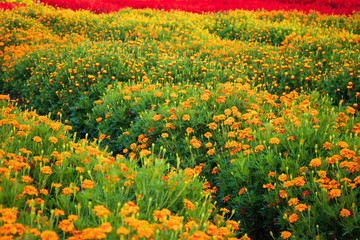 Flowers before autumn nightfall