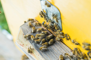 From beehive entrancebees creep out.