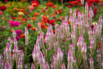 Flowers before autumn nightfall