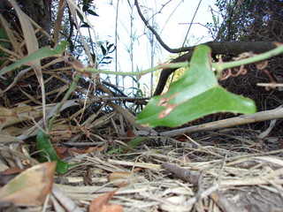 KODAK Digital Still Camera