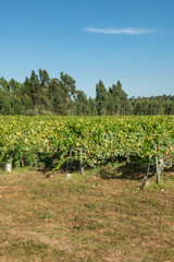 Fototapeta na wymiar Vineyard at Moncao in Portugal