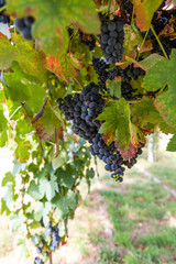 Vineyards on the field