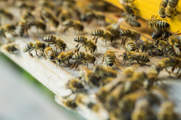 From beehive entrancebees creep out.