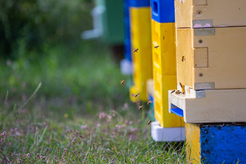 From beehive entrancebees creep out.