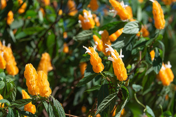 orange flowers