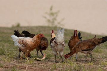 Chickens eating watermelon