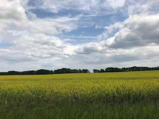 field and blue sky