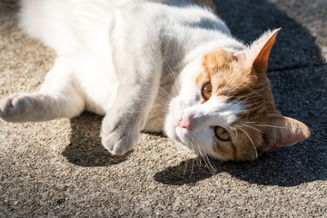 A white and yellow cat lies on the sidewalk and casts a shadow.