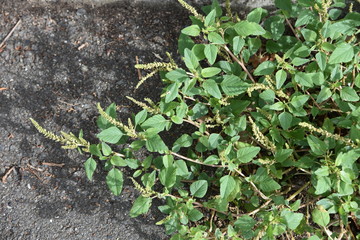 Slender amaranth (Green amaranth) / Slender amaranth (Amaranthus viridis) is a weed that grows on the roadside and leaves are edible. 
