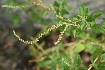 Fototapeta premium Slender amaranth (Green amaranth) / Slender amaranth (Amaranthus viridis) is a weed that grows on the roadside and leaves are edible. 