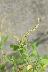 Slender amaranth (Green amaranth) / Slender amaranth (Amaranthus viridis) is a weed that grows on the roadside and leaves are edible. 