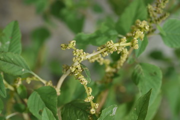 Slender amaranth (Green amaranth) / Slender amaranth (Amaranthus viridis) is a weed that grows on the roadside and leaves are edible. 