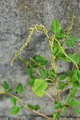 Slender amaranth (Green amaranth) / Slender amaranth (Amaranthus viridis) is a weed that grows on the roadside and leaves are edible. 