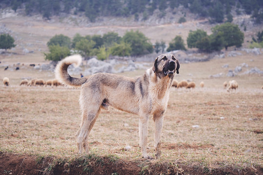 Anatolian sheepdog kangal posing against green natural background