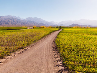 Drone view of wine vineyard path. Walking down path leading towards nature, view of mountain...