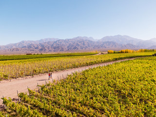 Couple in wine vineyard. DRONE. Walking down path leading towards nature, view of mountain...