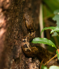 Mountain pit Viper