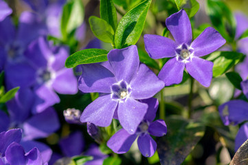 Vinca minor lesser periwinkle ornamental flowers in bloom, common periwinkle flowering plant,...