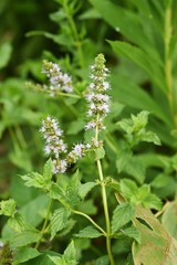 Japanese peppermint blooms white flowers from summer to autumn and gives off a refreshing aroma, which is used for fragrances and medicines.
