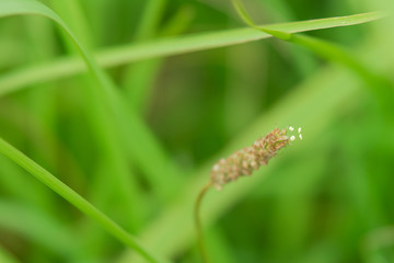 道端の雑草の花DSC2521